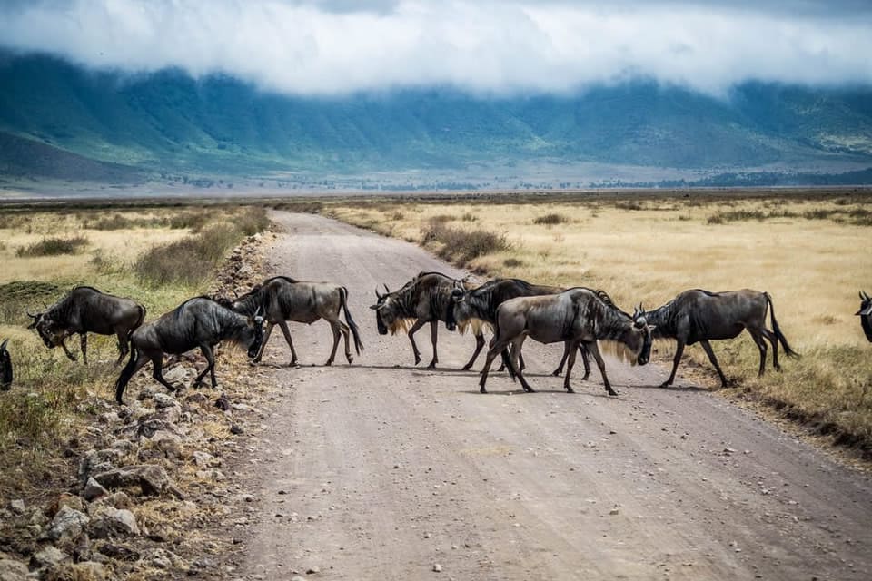 Wildlife gathering on the plains